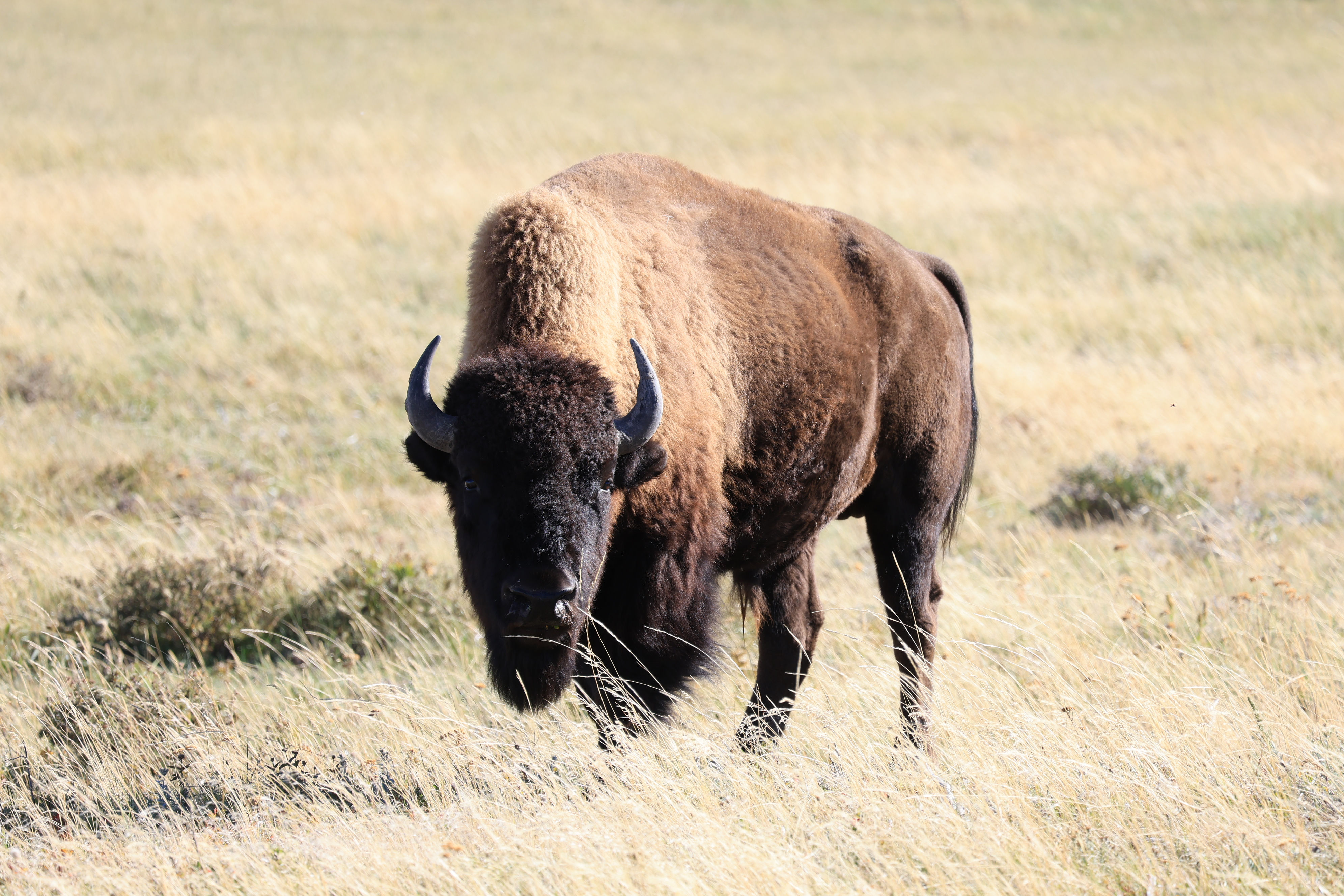 Bison Paddok